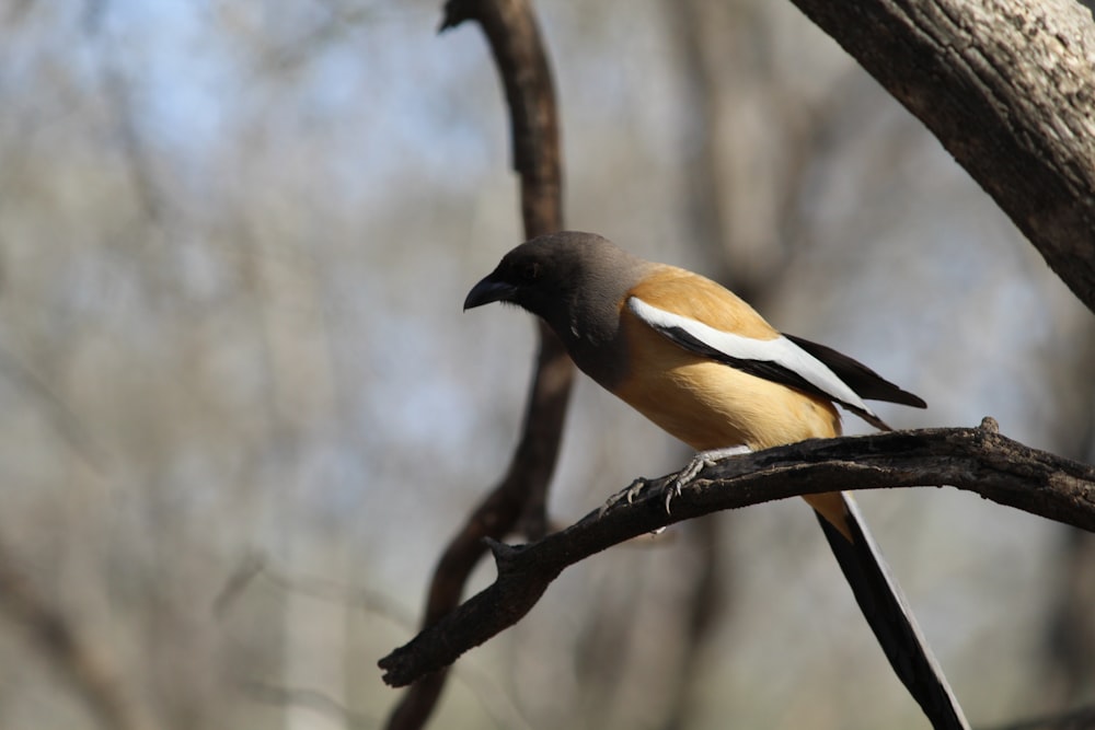 a bird perched on a branch of a tree