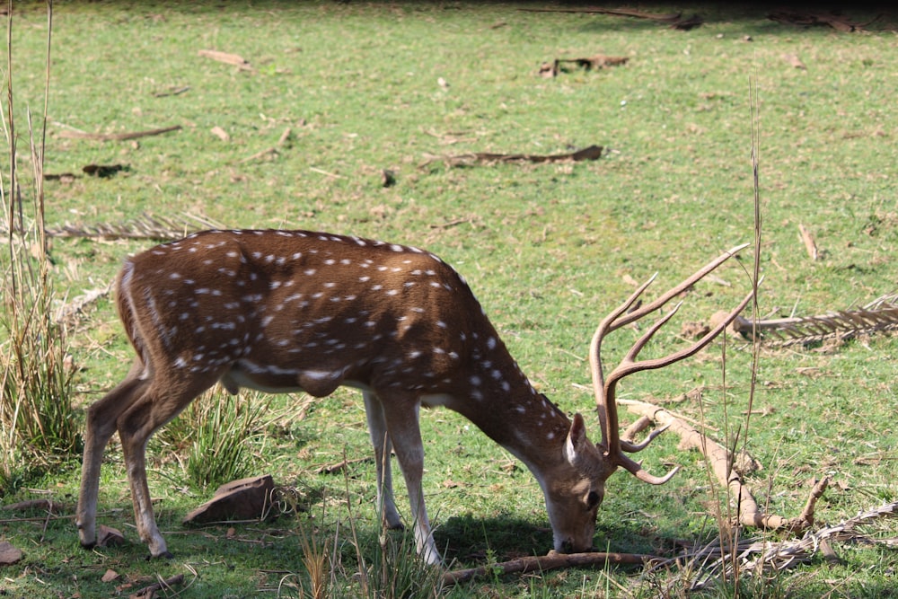 a deer grazing on grass in a field