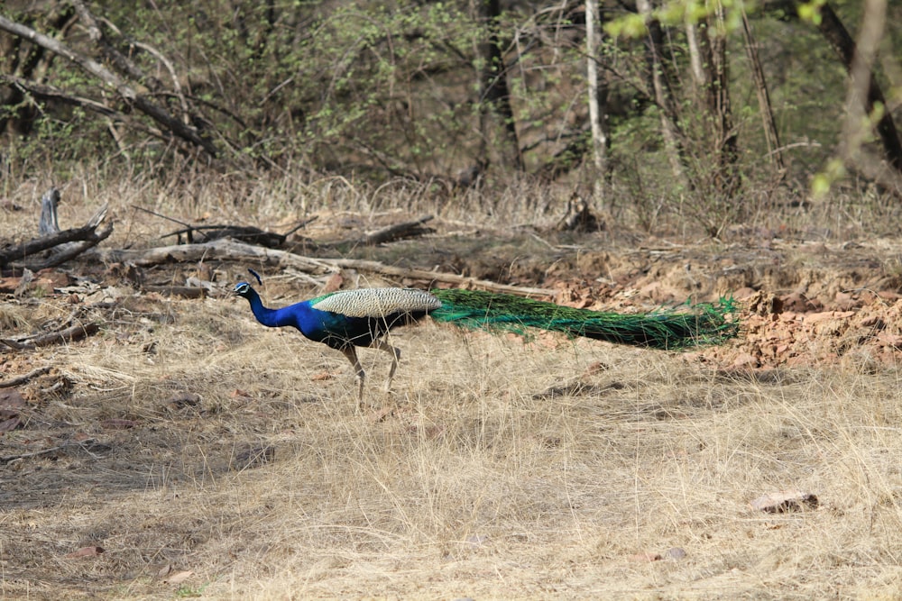 a peacock is walking through the grass in the woods