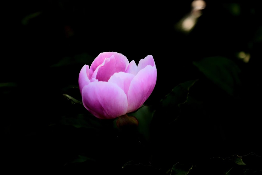 a single pink flower sitting on top of a lush green field