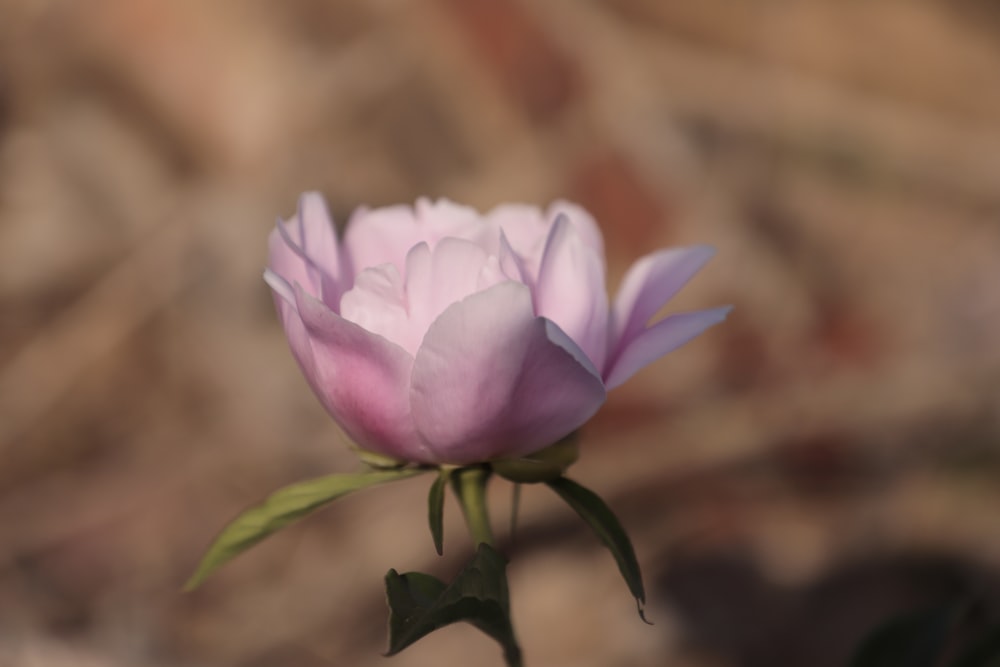 a pink flower with green leaves on a stem