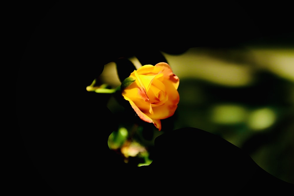 a single yellow rose is in the dark