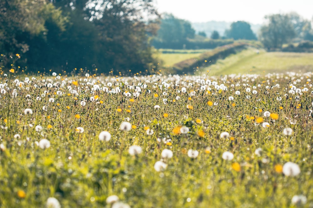 a field full of white and yellow flowers