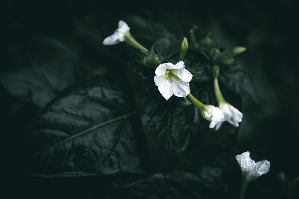 a close up of a plant with white flowers