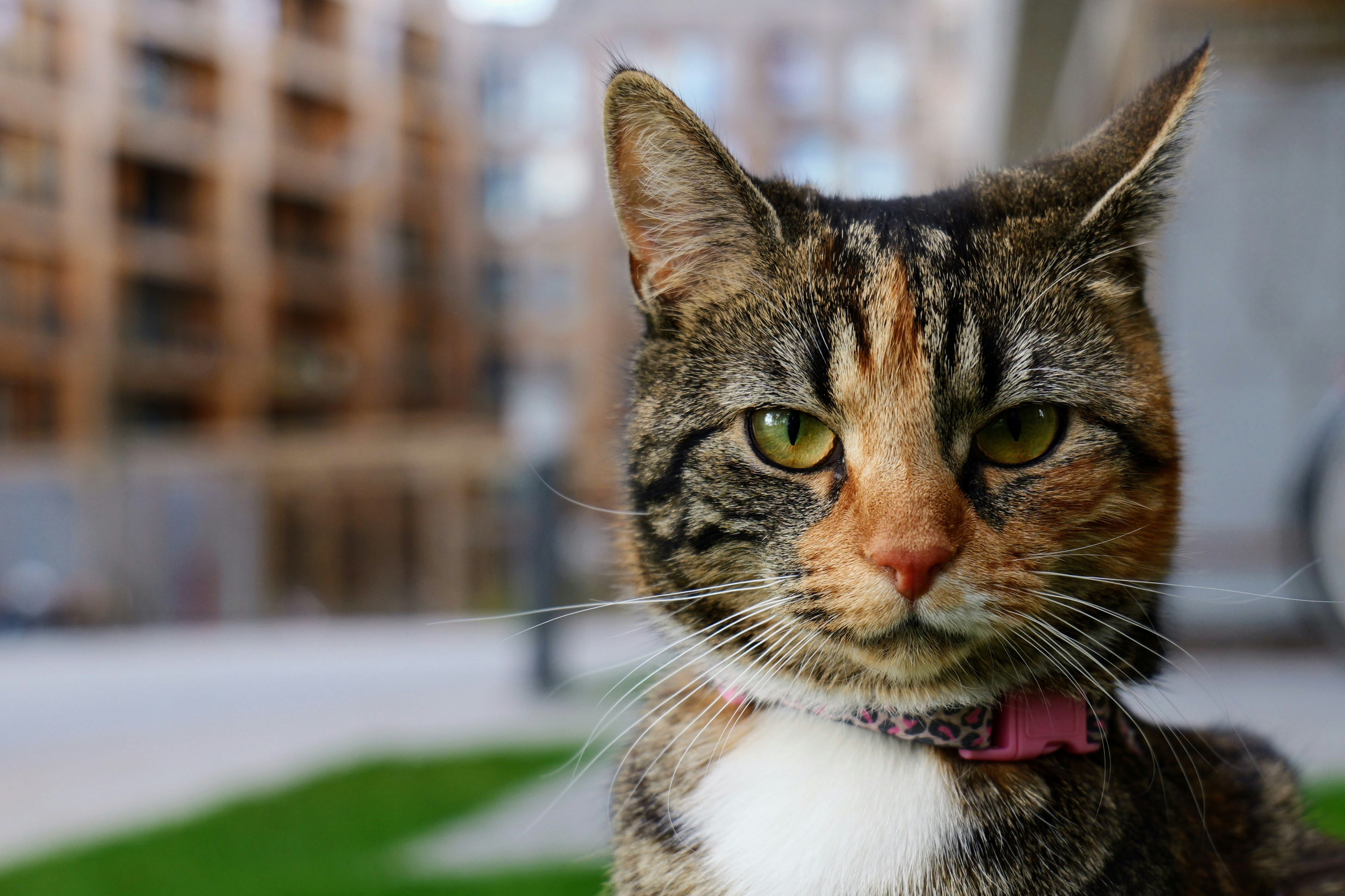 a close up of a cat wearing a collar