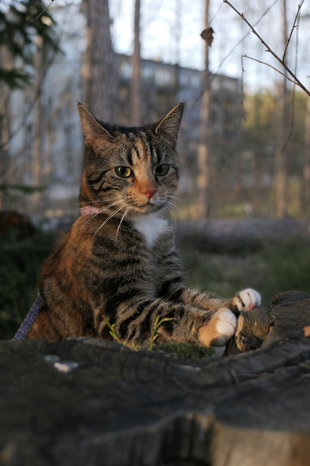 a cat sitting on top of a log in the woods