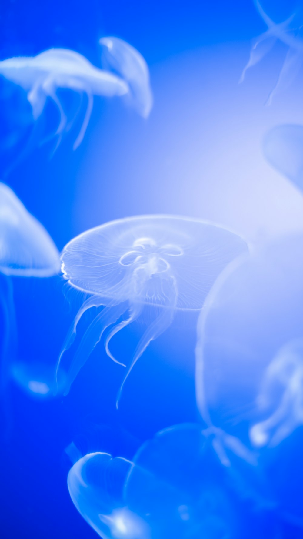 a group of jellyfish swimming in the water