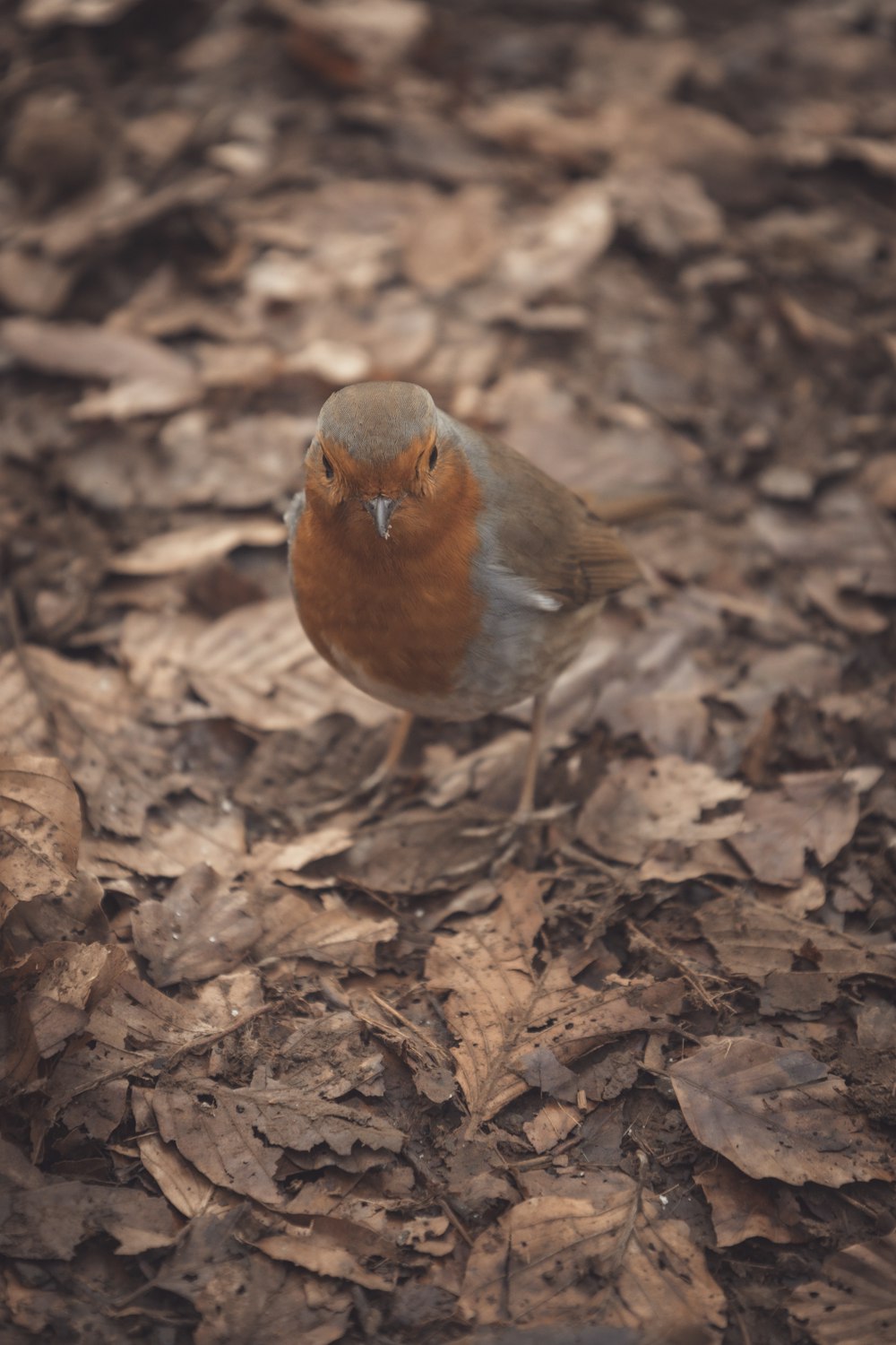 a small bird standing on top of a pile of leaves