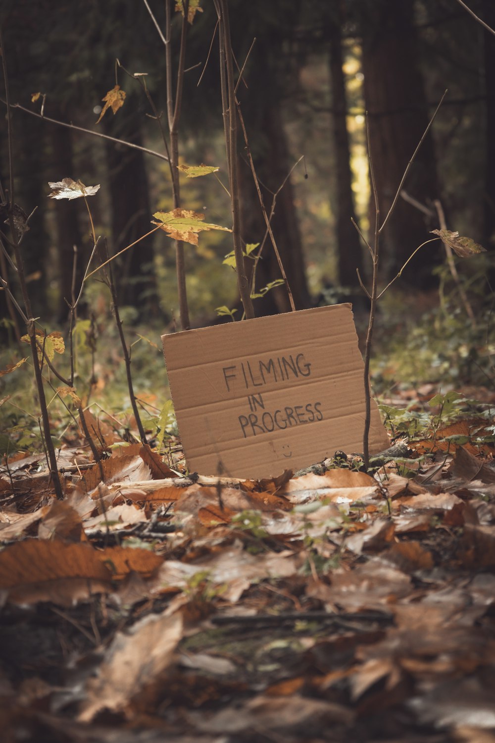 a cardboard sign sitting in the middle of a forest