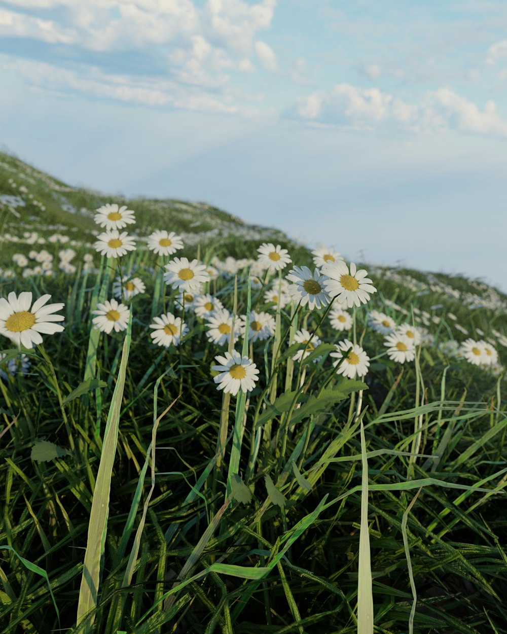 Ein Strauß Gänseblümchen wächst im Gras