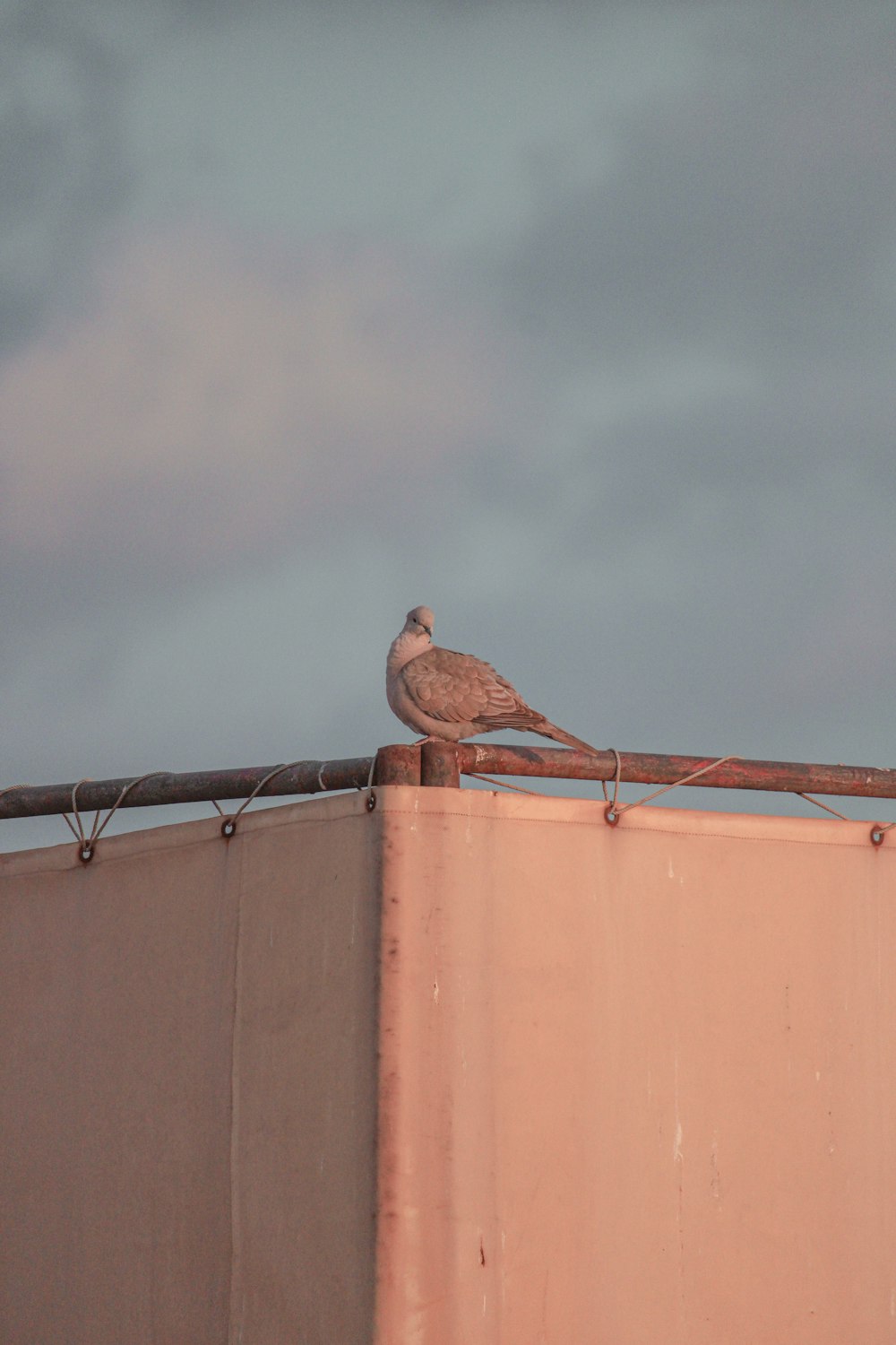 a bird is sitting on top of a building