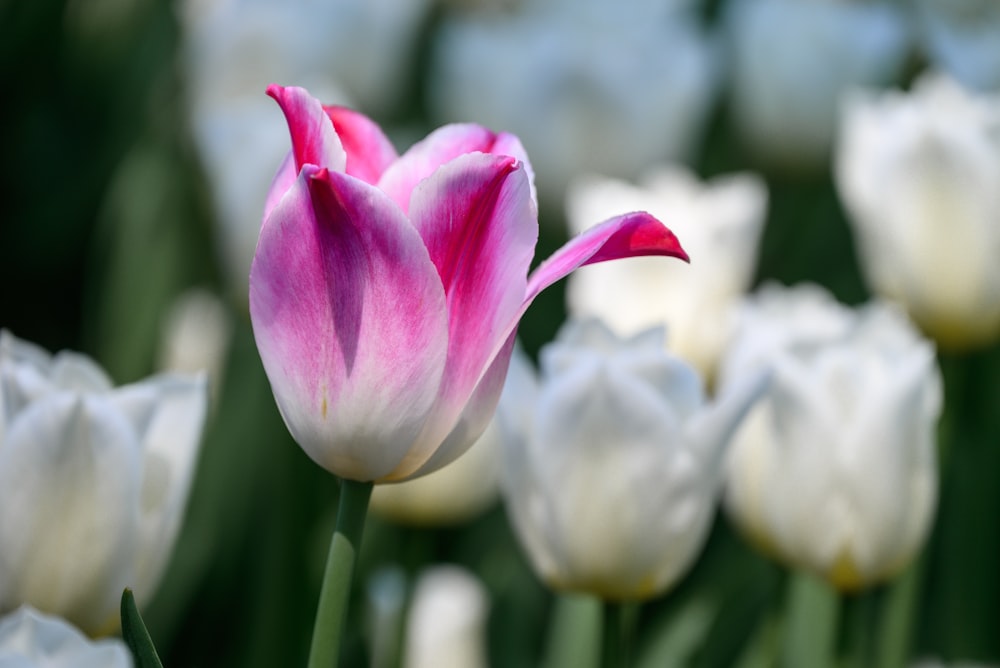a pink and white tulip in a field of white tulips