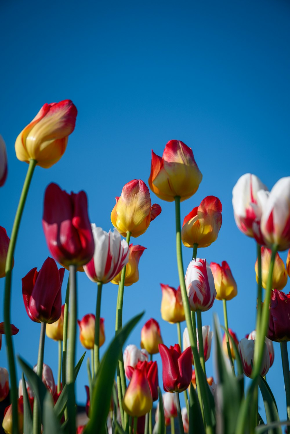 a bunch of flowers that are in the grass