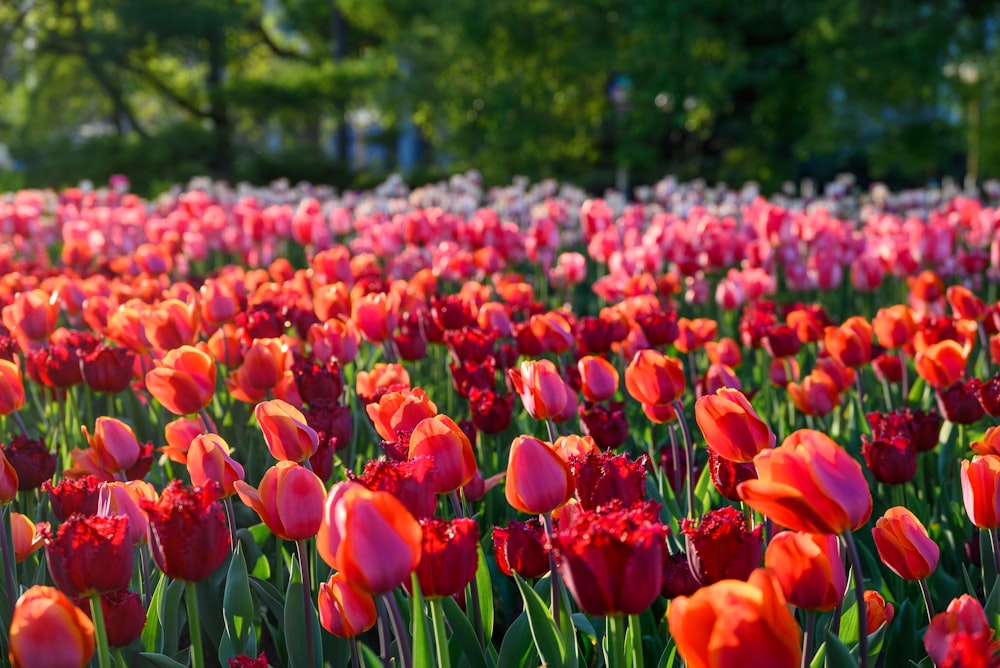 a field of red tulips with trees in the background