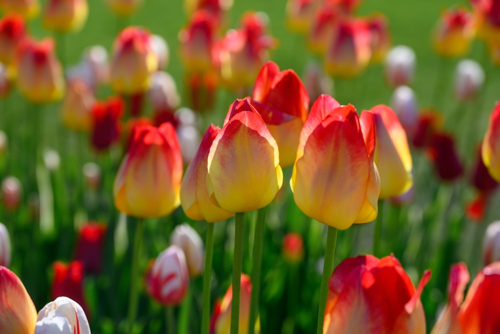 a field full of red and yellow tulips