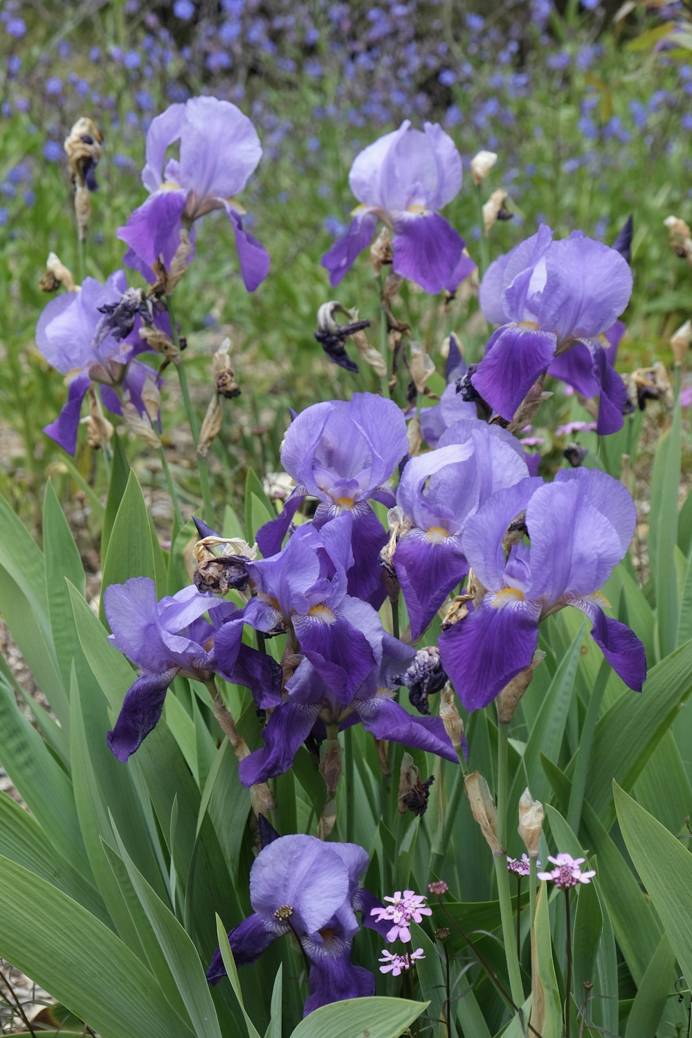 a bunch of purple flowers that are in the grass