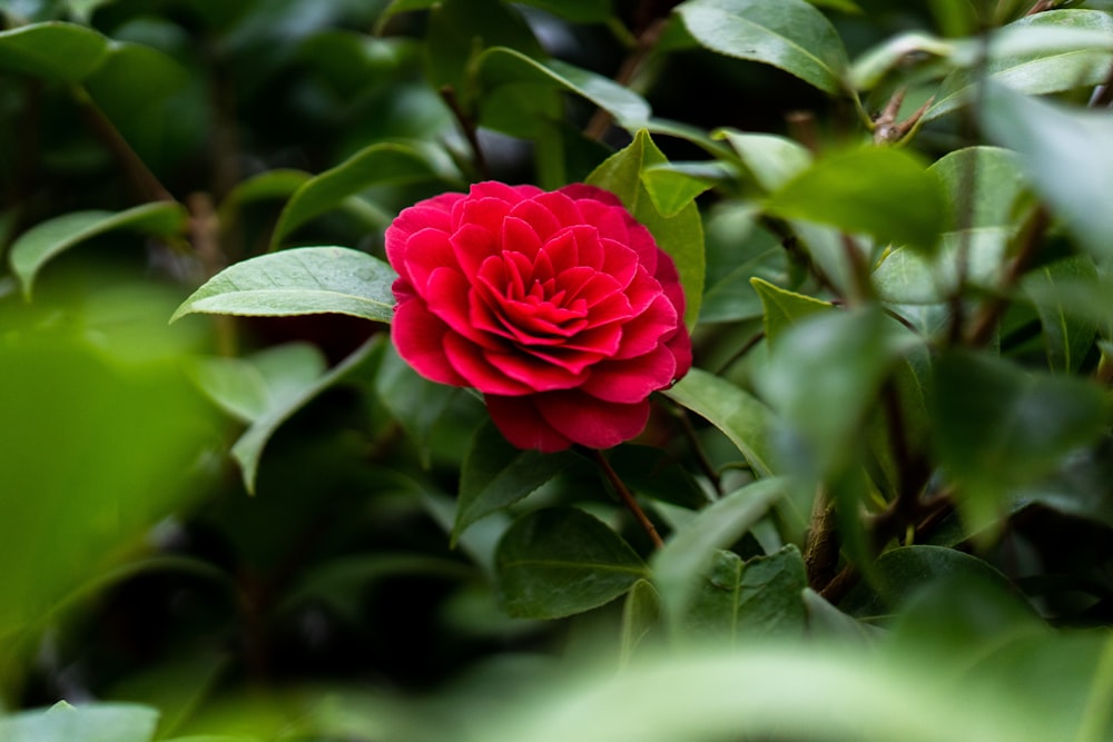 a red flower is in the middle of a bush