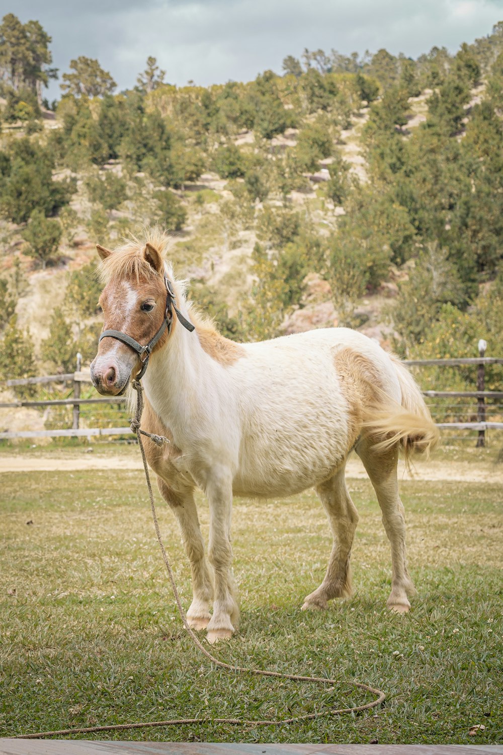 a small horse standing on top of a lush green field