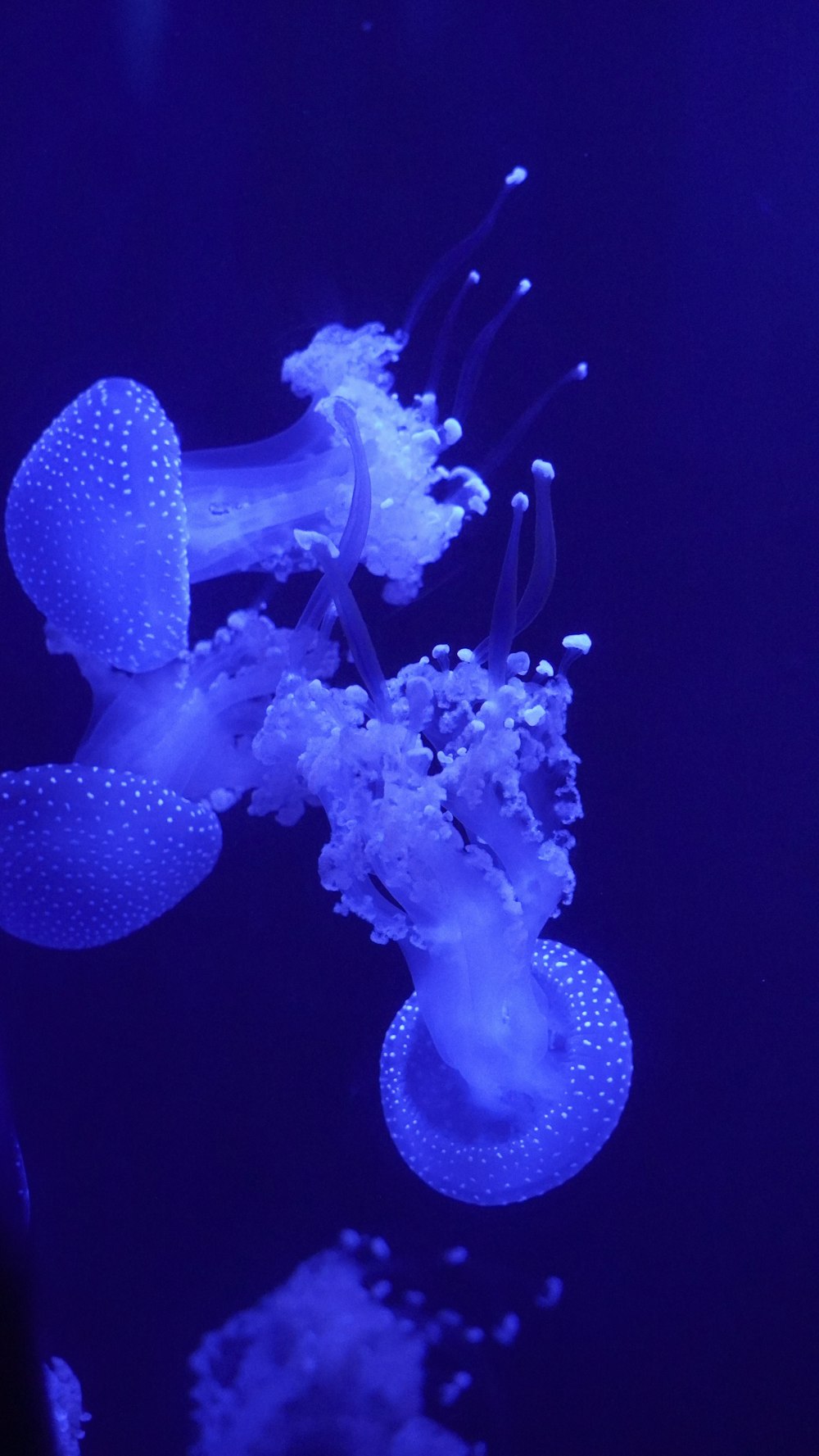 a group of jellyfish swimming in a tank