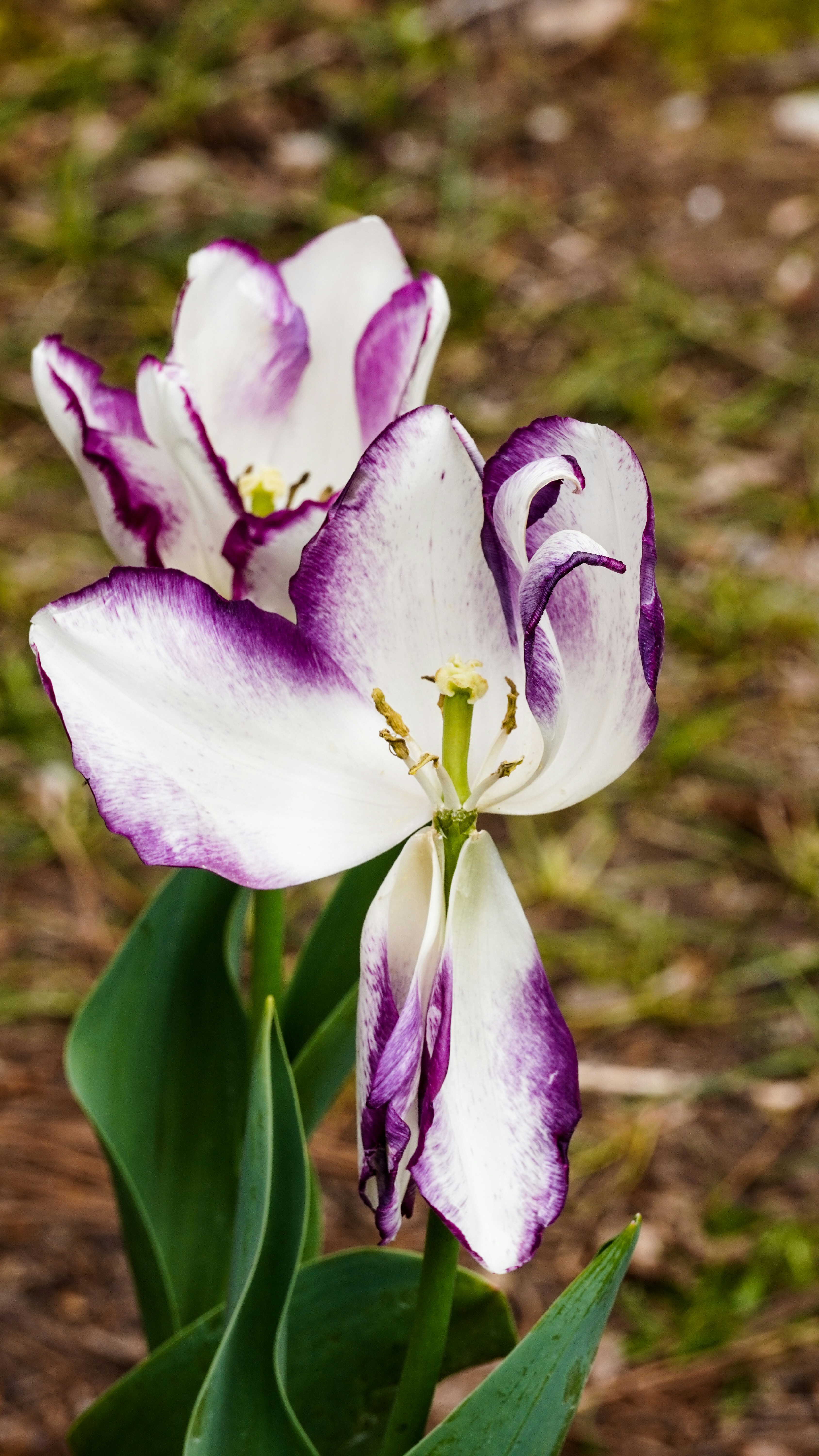 A close up of a purple and white flower photo – Free Gibbs gardens ...