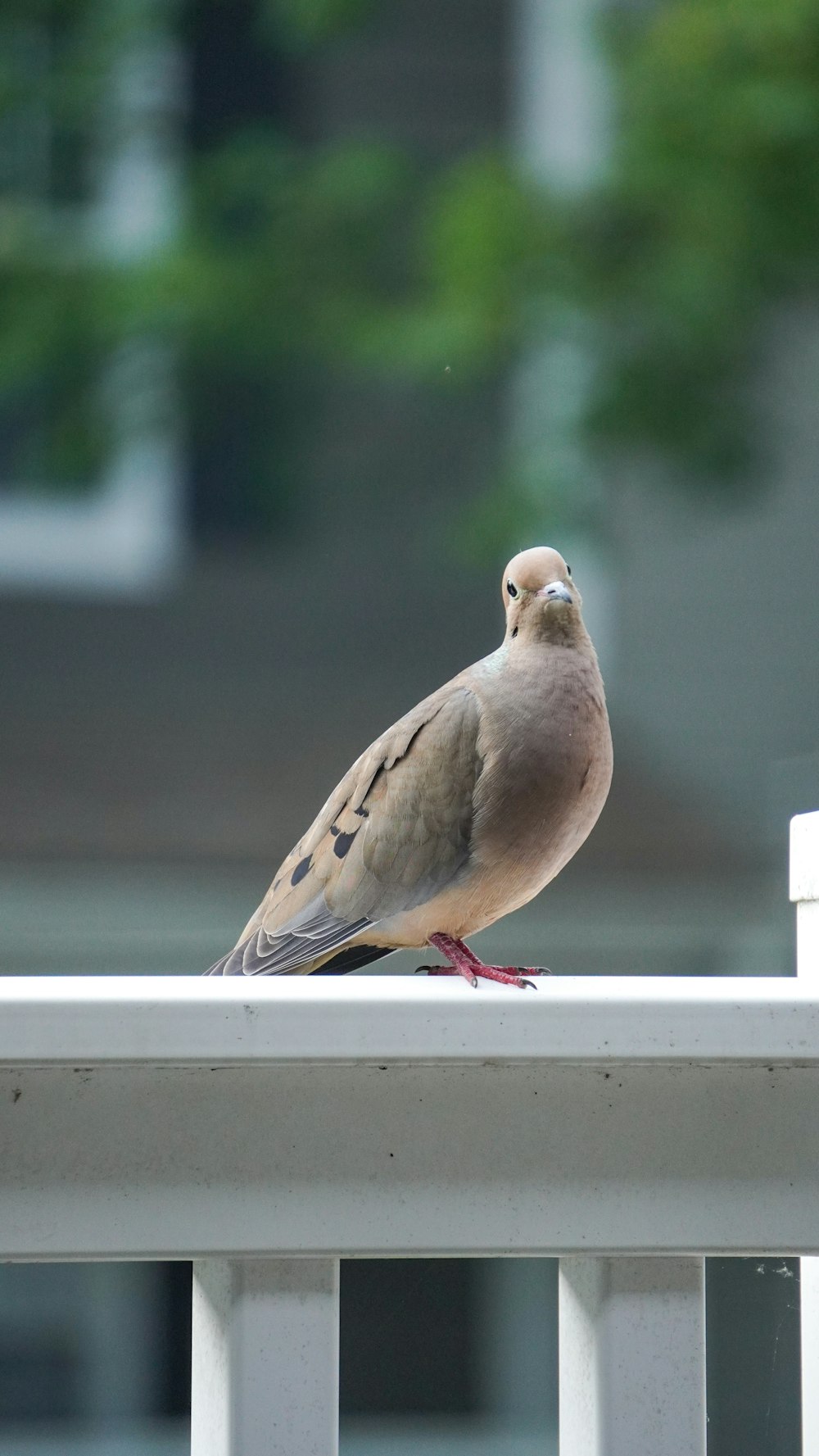 a pigeon sitting on a white railing in front of a building