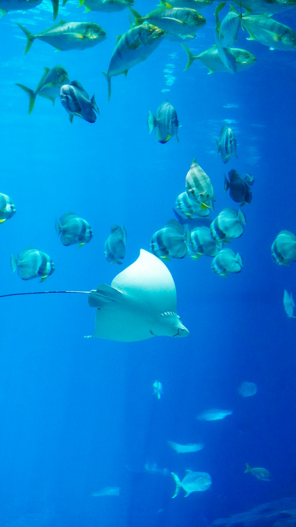 a large group of fish swimming in an aquarium