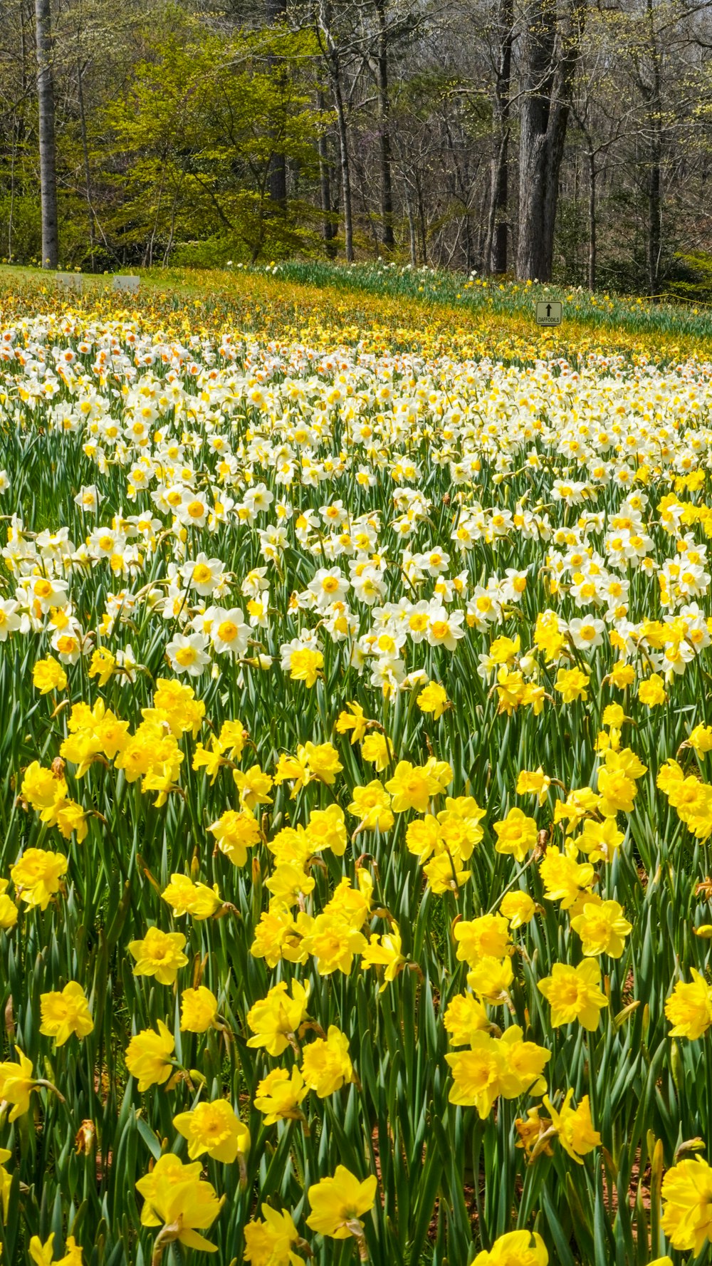Un campo lleno de flores amarillas y blancas