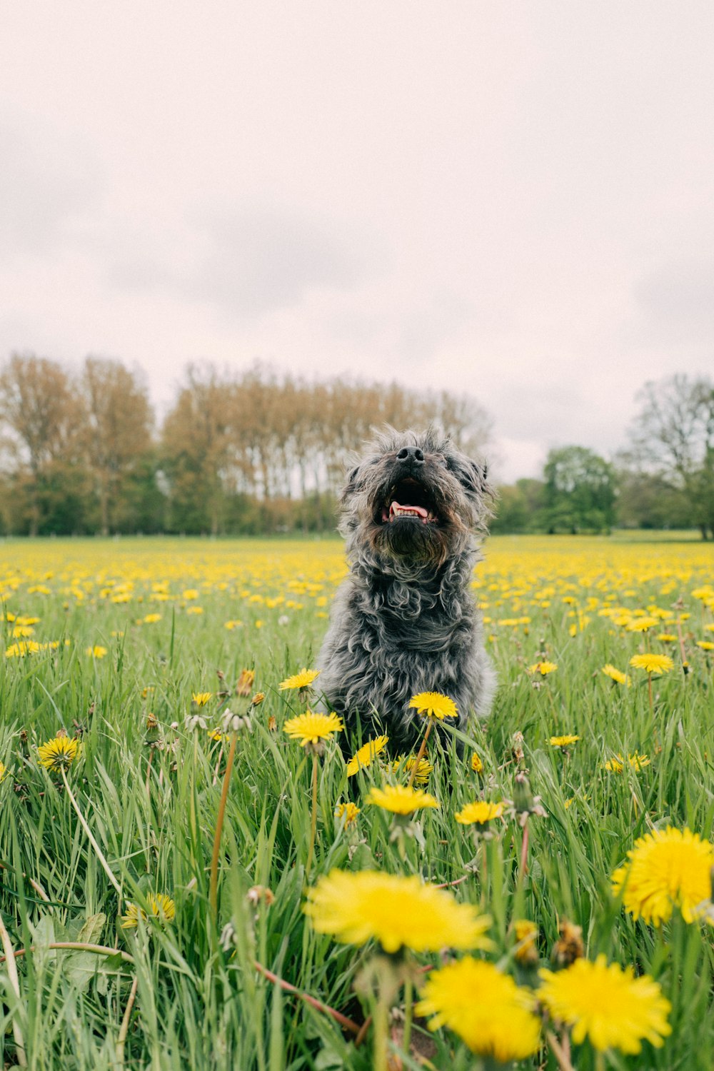 a dog is sitting in a field of dandelions