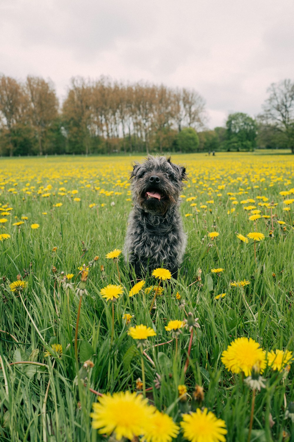 a dog is sitting in a field of dandelions