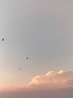 A group of white doves soaring upward from a peaceful garden setting at sunset.