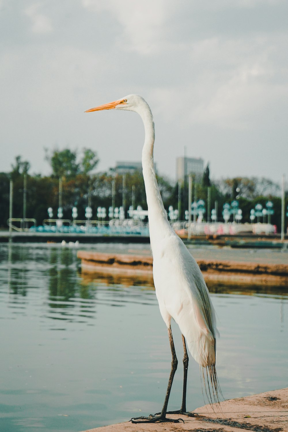 a large white bird standing on the edge of a body of water