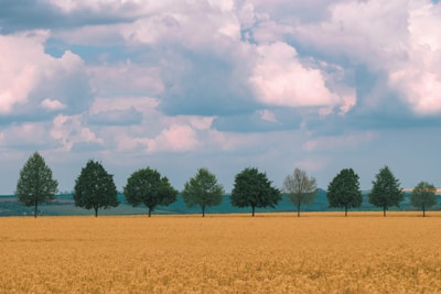 Rows of mature rubber trees stretching into the distance under a blue sky.