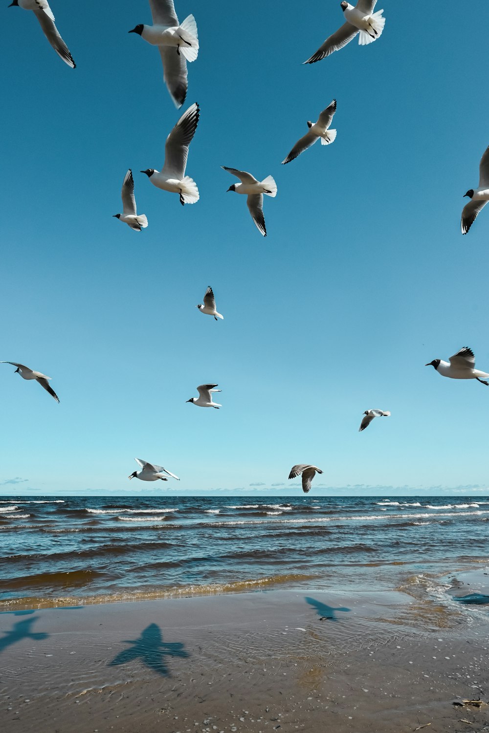 a flock of seagulls flying over a beach