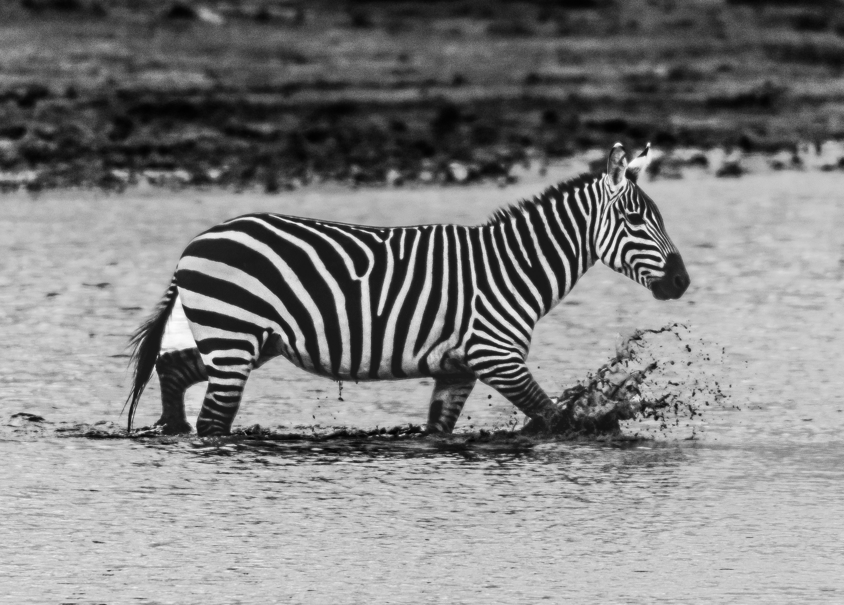 a black and white photo of a zebra in the water