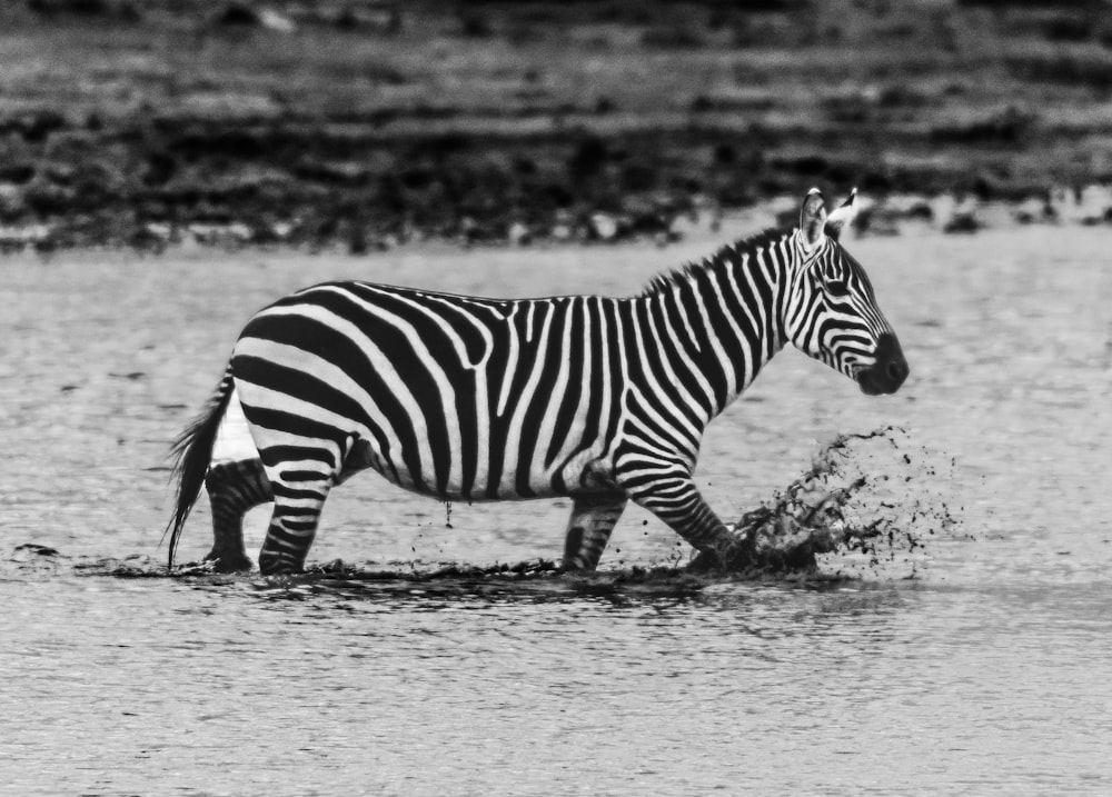 a black and white photo of a zebra in the water