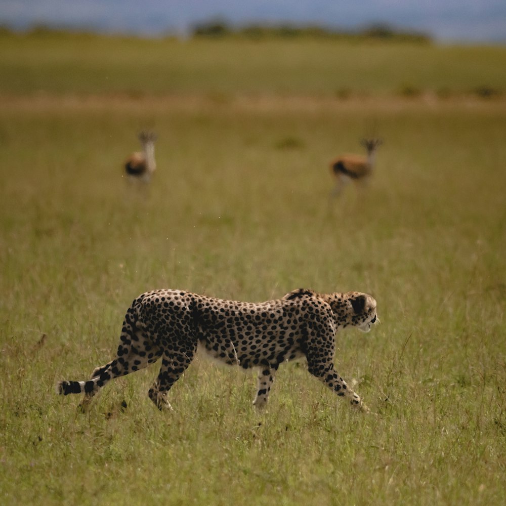 Un guépard courant dans un champ avec une antilope en arrière-plan
