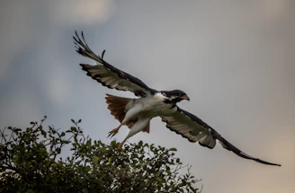 Dynamic action shot of a Hatch Grey in mid-strike, showcasing its power and aggression.