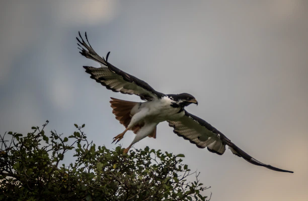 Dynamic action shot of a Hatch Grey in mid-strike, showcasing its power and aggression.