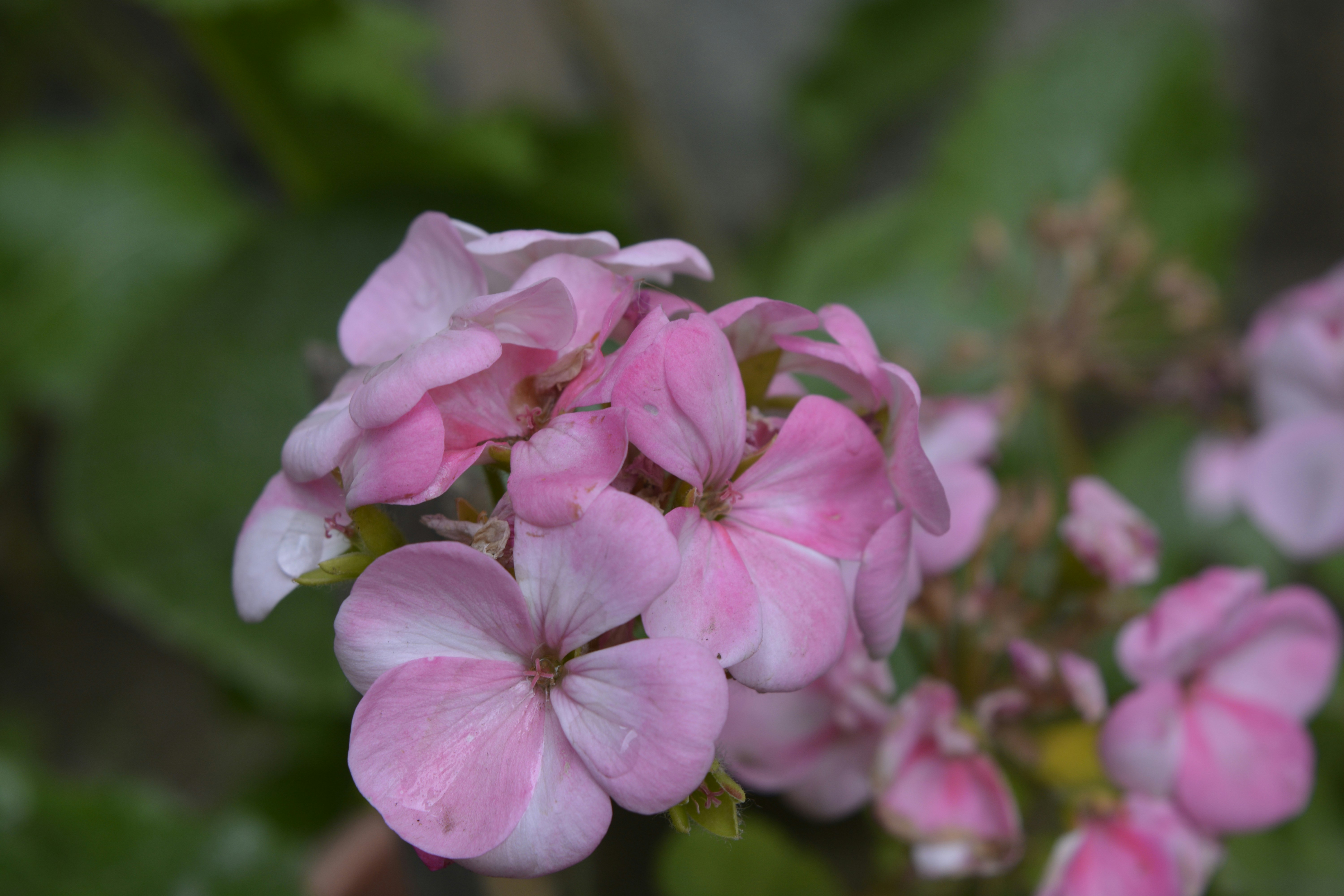 Photo by mosin_rehana