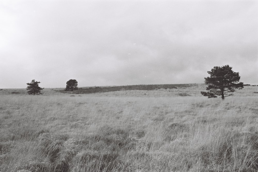 Una foto in bianco e nero di alberi in un campo