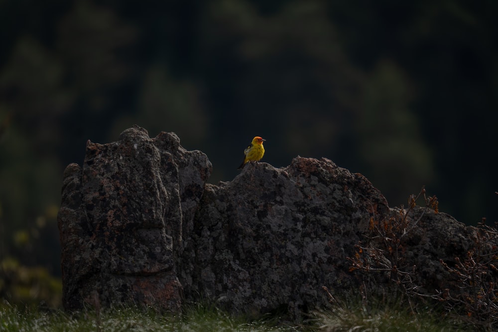 a small yellow bird sitting on top of a large rock