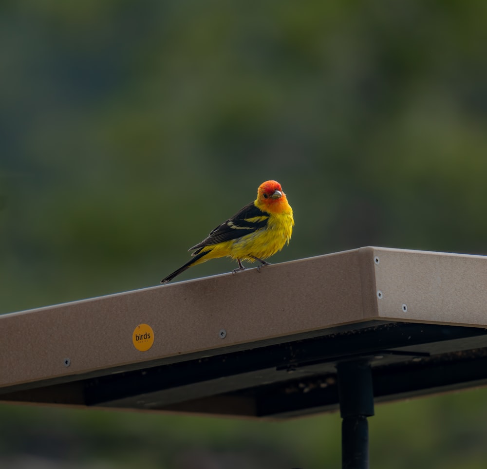 a small yellow bird sitting on top of a roof
