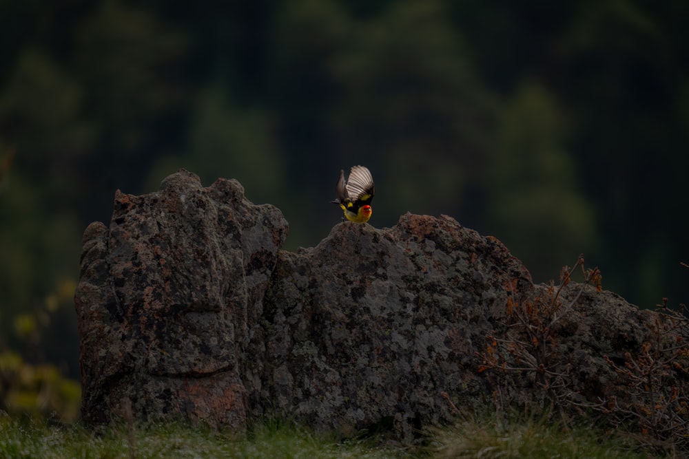 a bird sitting on top of a large rock