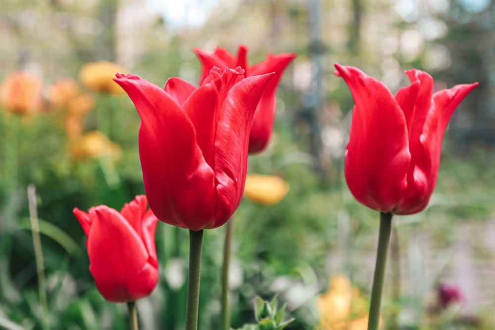 a group of red tulips in a garden