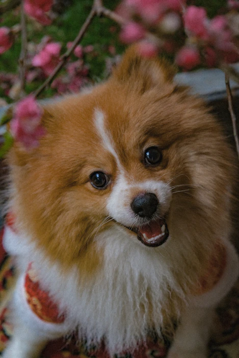 A cheerful dog wearing a colorful handmade outfit in a sunny garden
