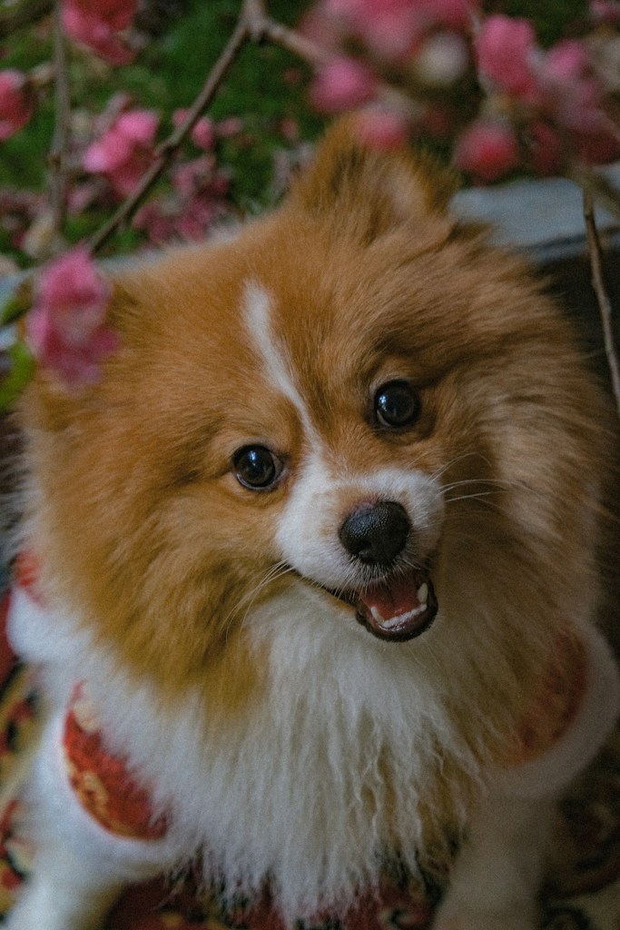 Keepsake Pet Photo