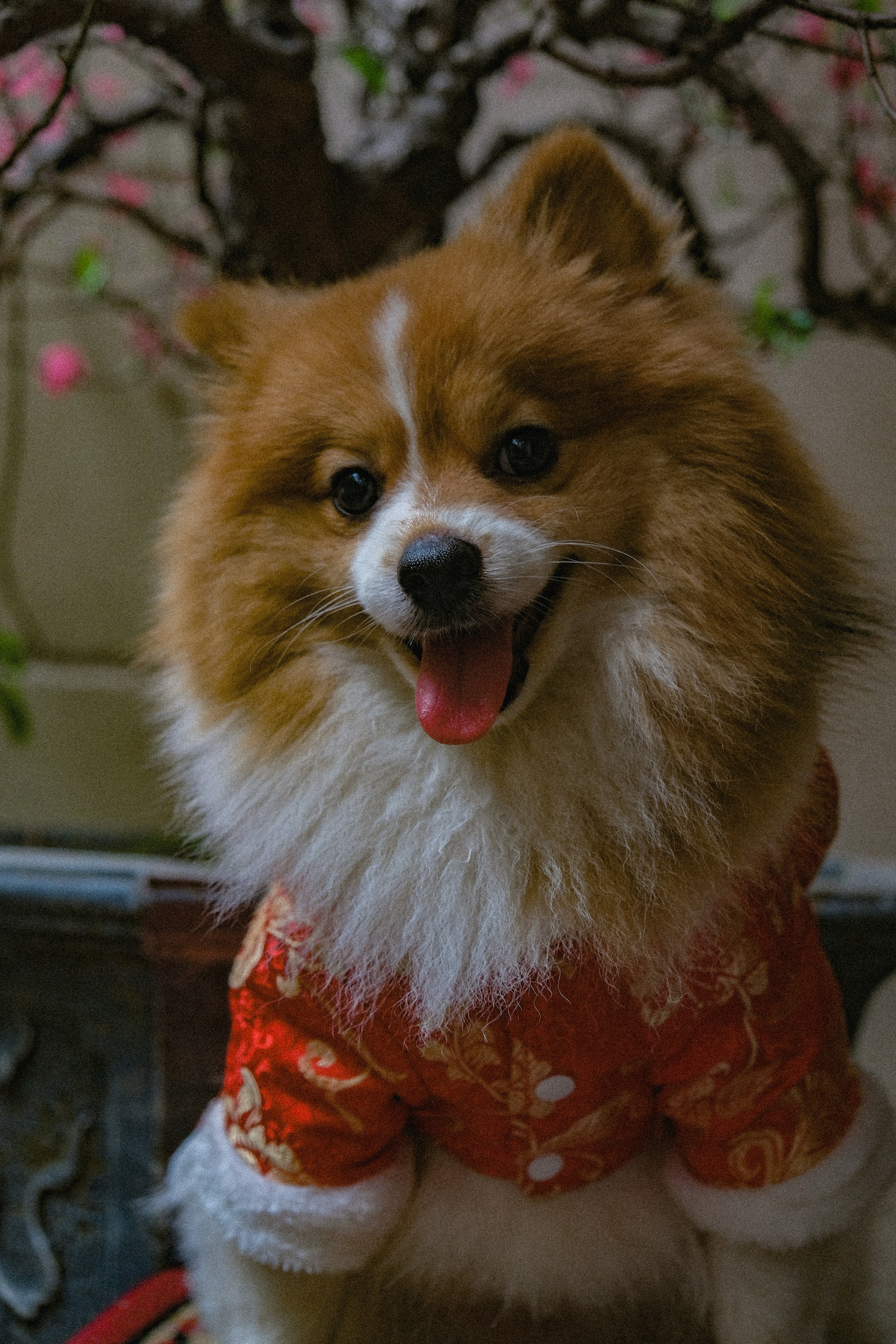 a brown and white dog wearing a red sweater