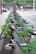 A row of rental bicycles neatly lined up in a city bike-sharing station, with green and grey color schemes. The background features a street with a pedestrian crossing and green trees behind a black iron fence. There are people walking and cars on the street, indicating an urban environment.