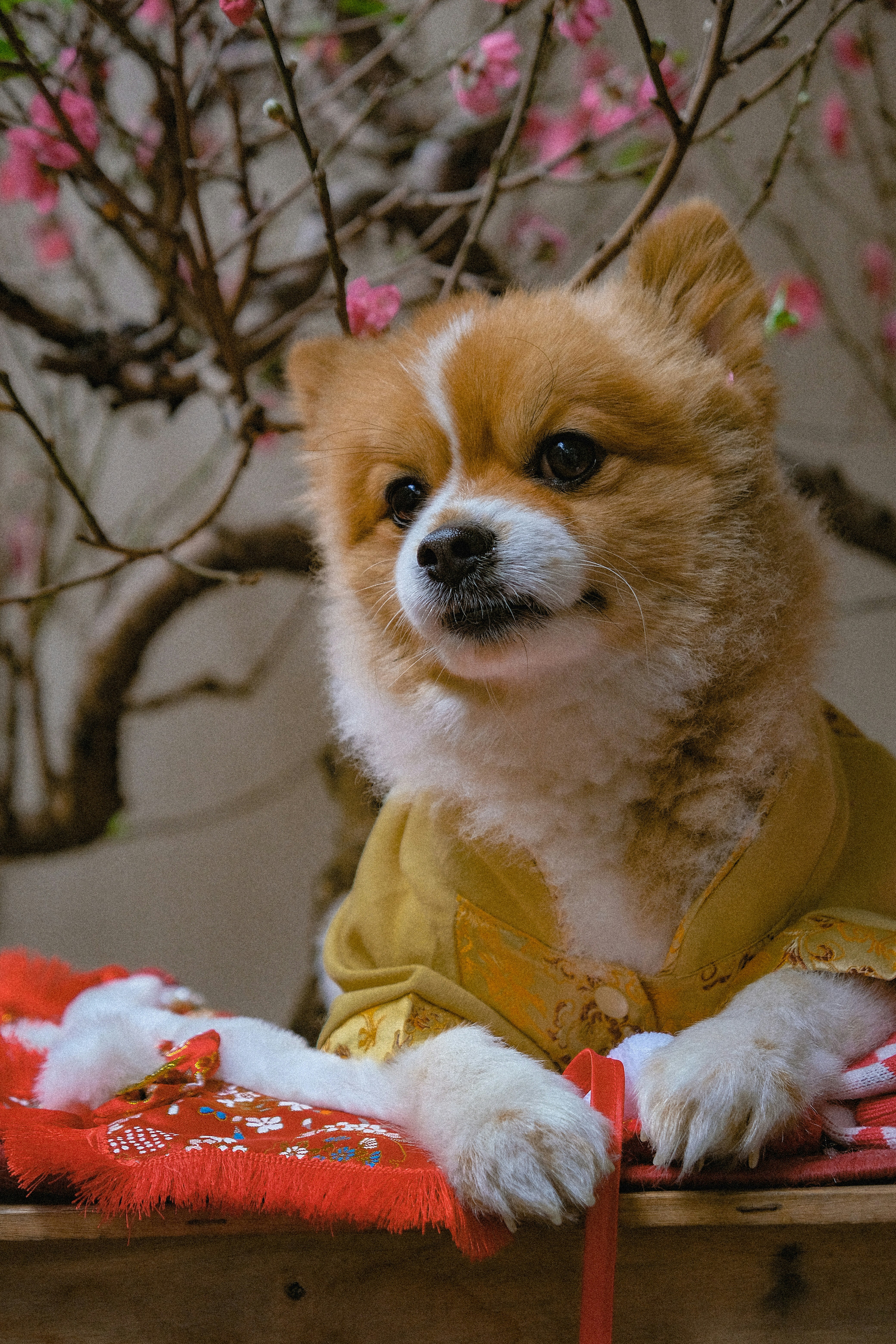 A small dog sitting on top of a wooden table photo – Free Dog Image on ...