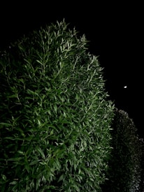 A dense, vibrant green hedge with sharp leaves is illuminated against a pitch-black night sky. The leaves display intricate patterns with varied shades of green.